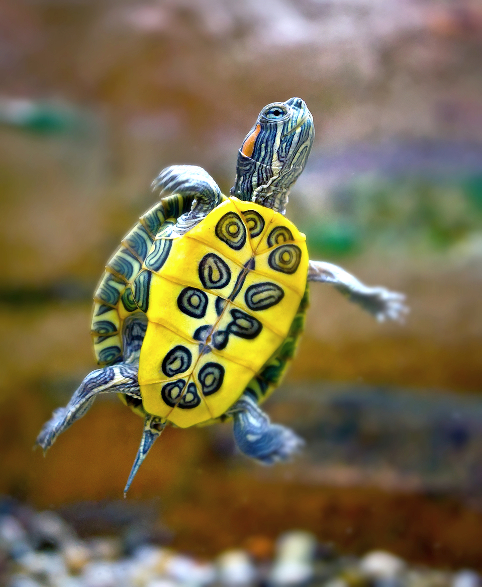 Flying turtle