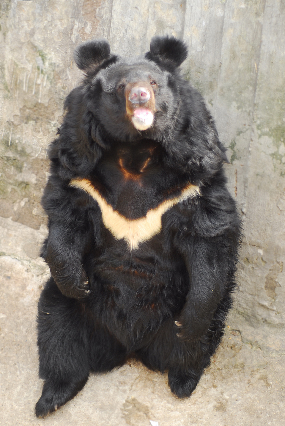 Sitting bear