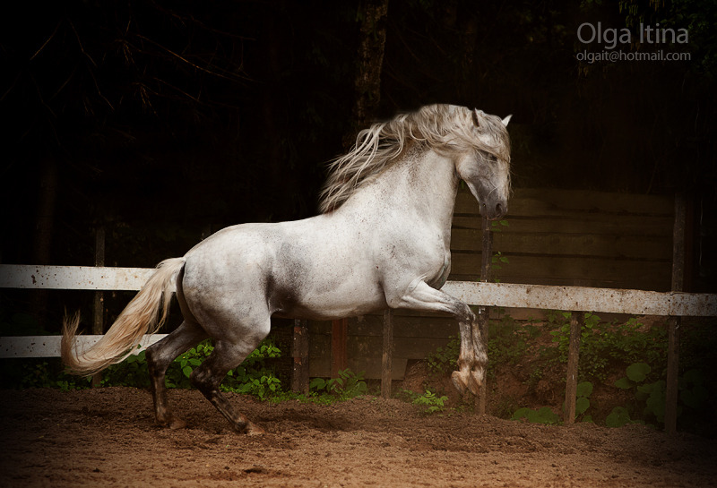 Running horse