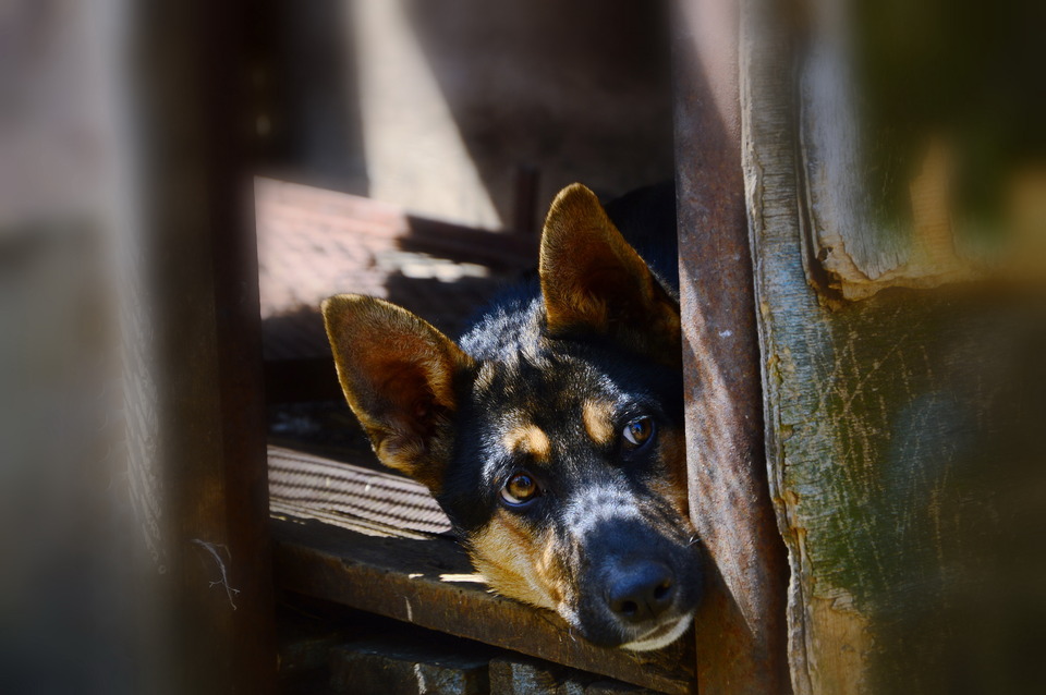 German shepherd in hiding