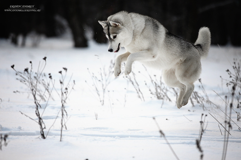 Husky jumps in snow