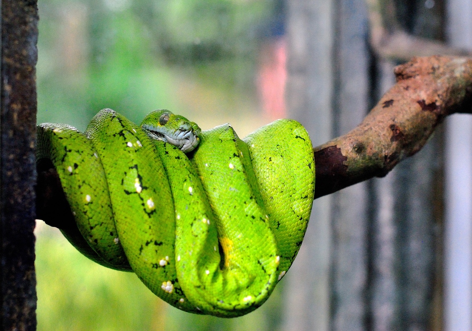 Green snake