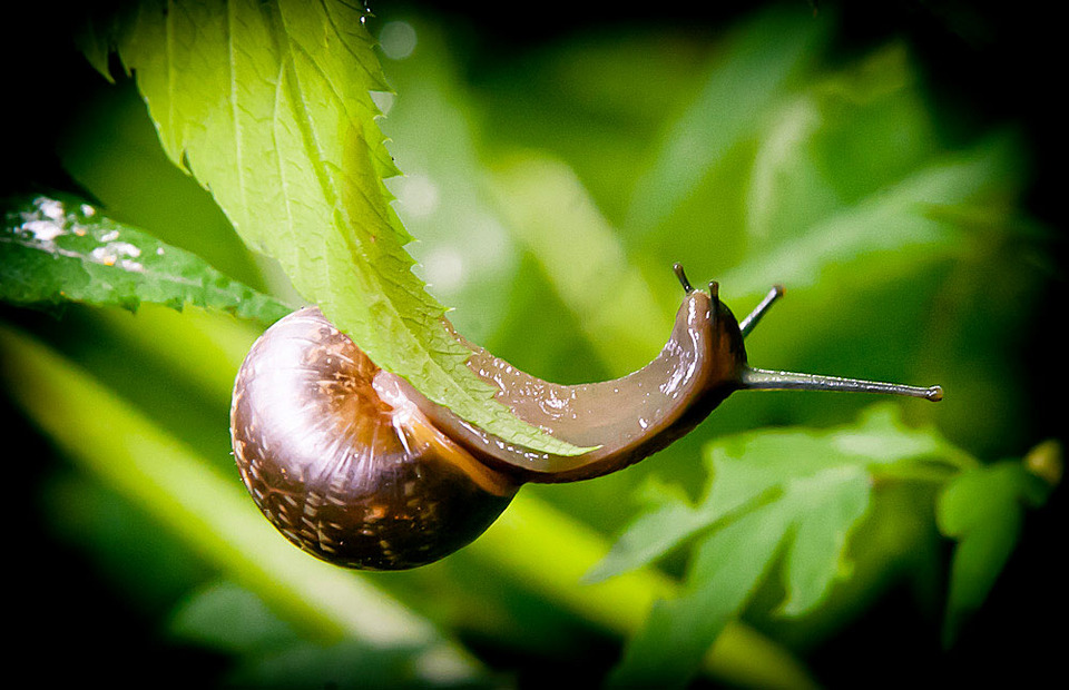 Snail