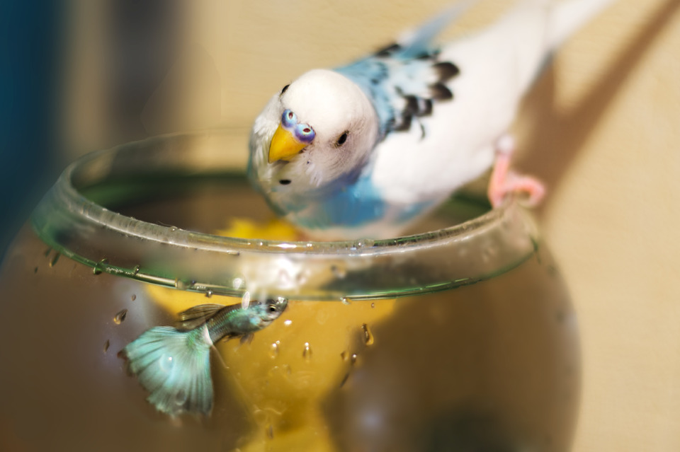 Parrot tries to catch a fish