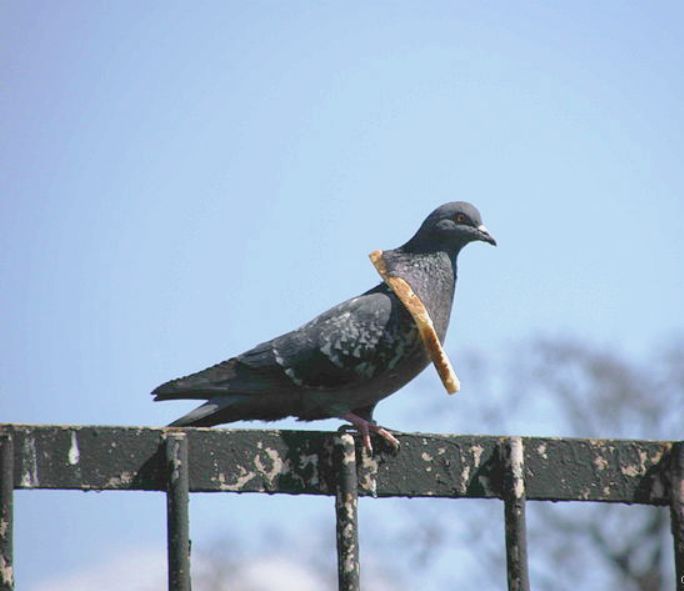 Pigeon with bread