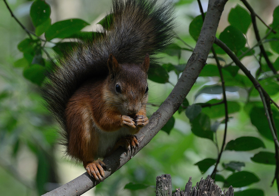 Squirrel eating nuts