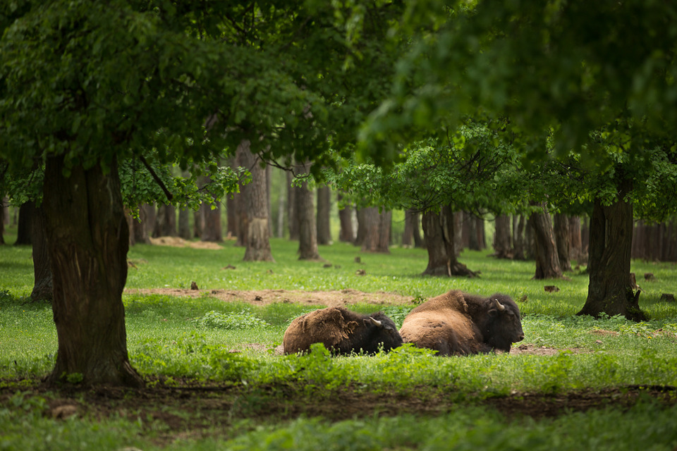 Buffaloes rest