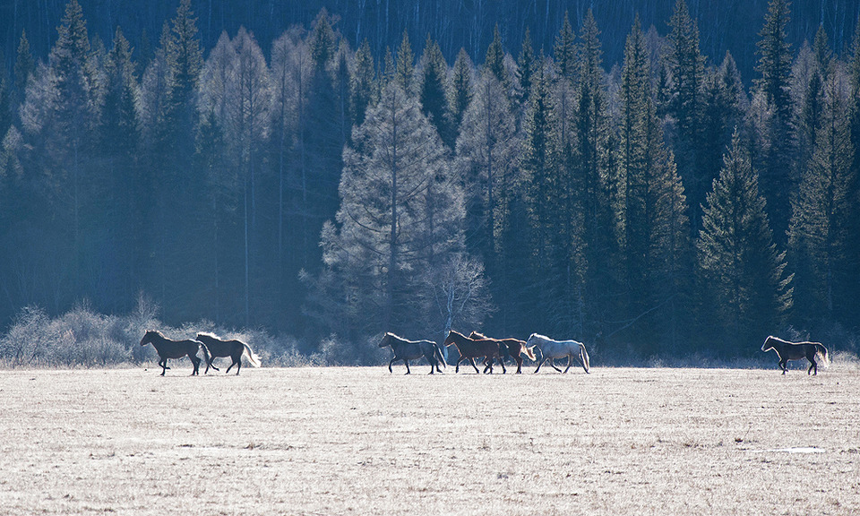 Horses feeding on a frosen field