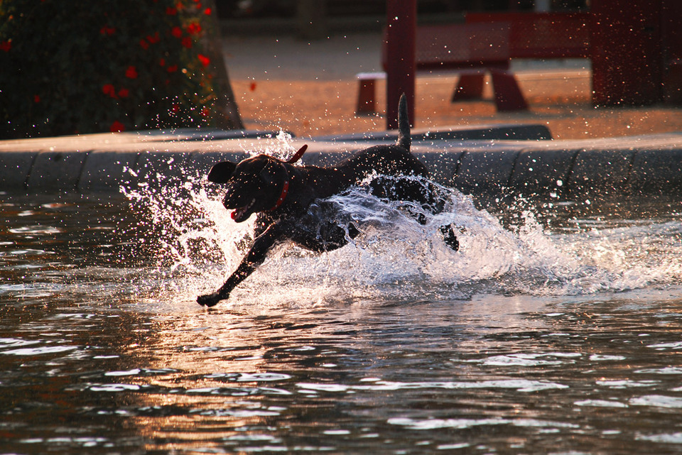 Dog swimming