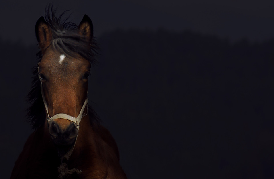 Horse in the dark