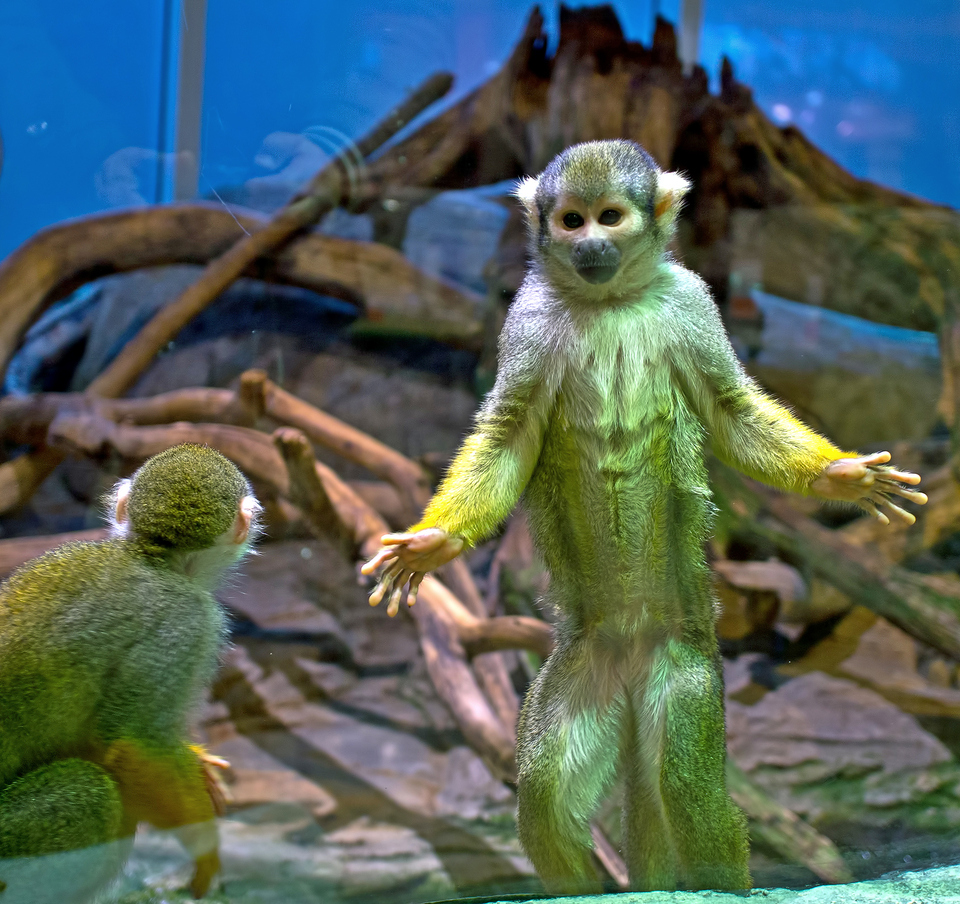 Green monkeys