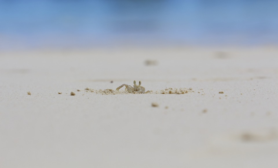 Spider in the desert