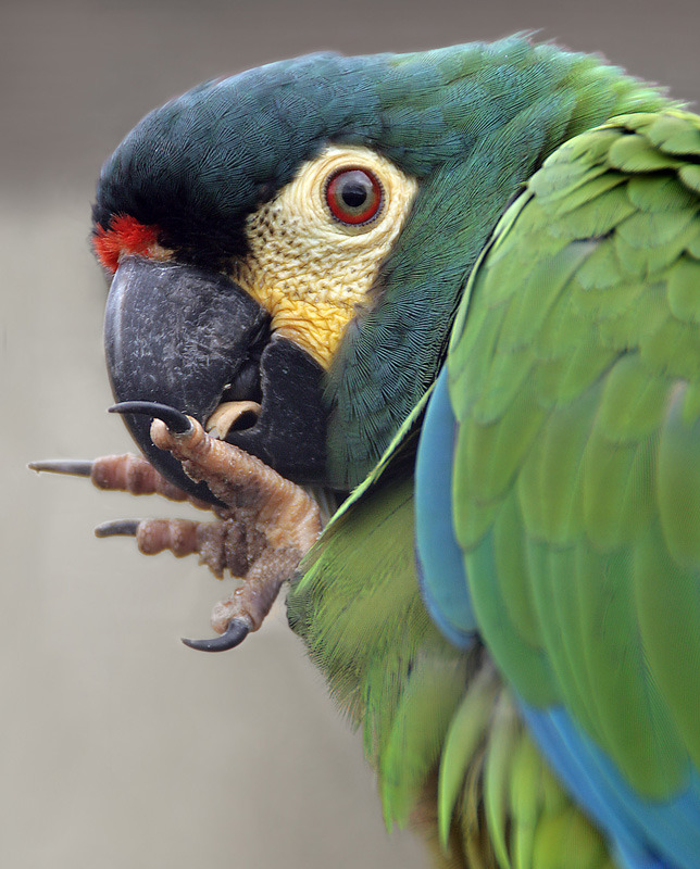 Green parrot eating nails