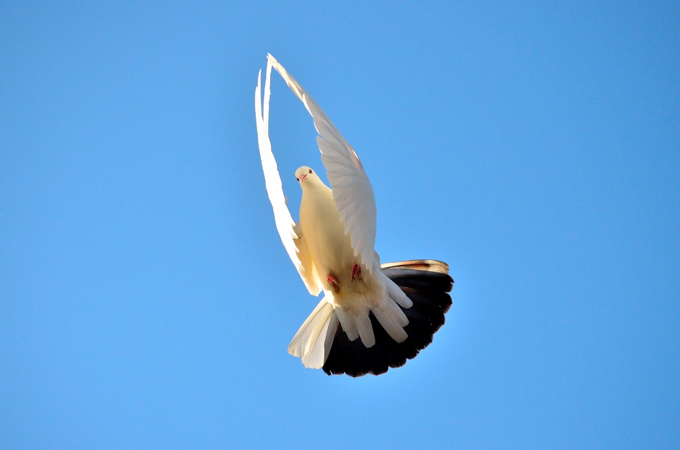 White pigeon in the sky