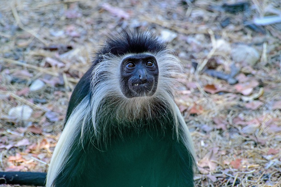 Square faces monkey