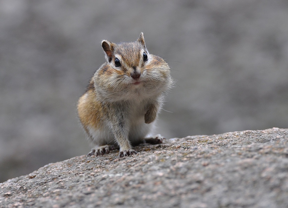 Greedy squirrel