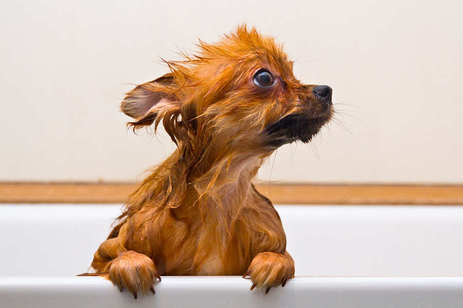 Little spitz has a bath