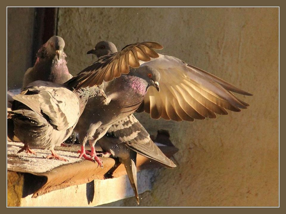 Four pigeons