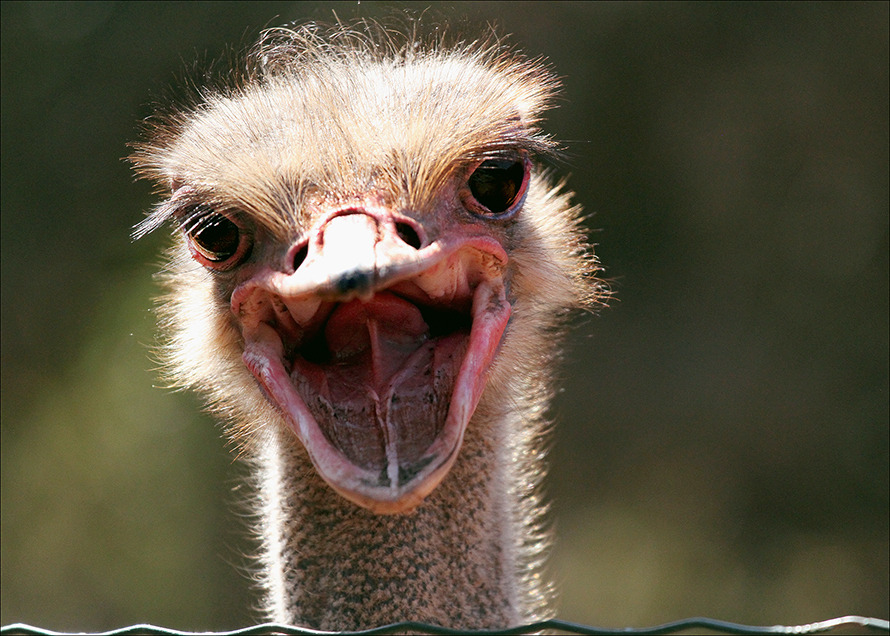 Happy ostrich