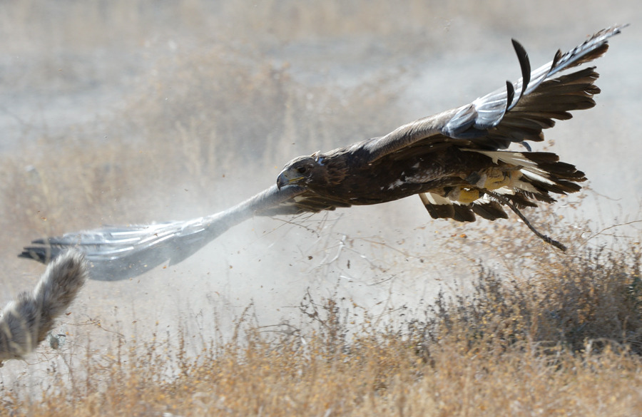 Falcon hunting rabbit