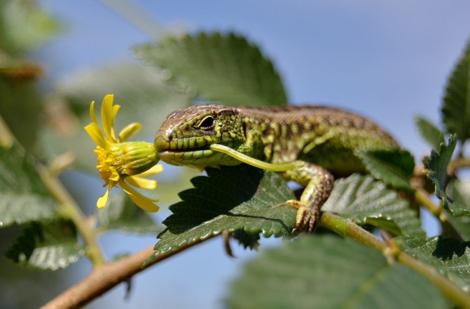 Green lizard siiting on a branch