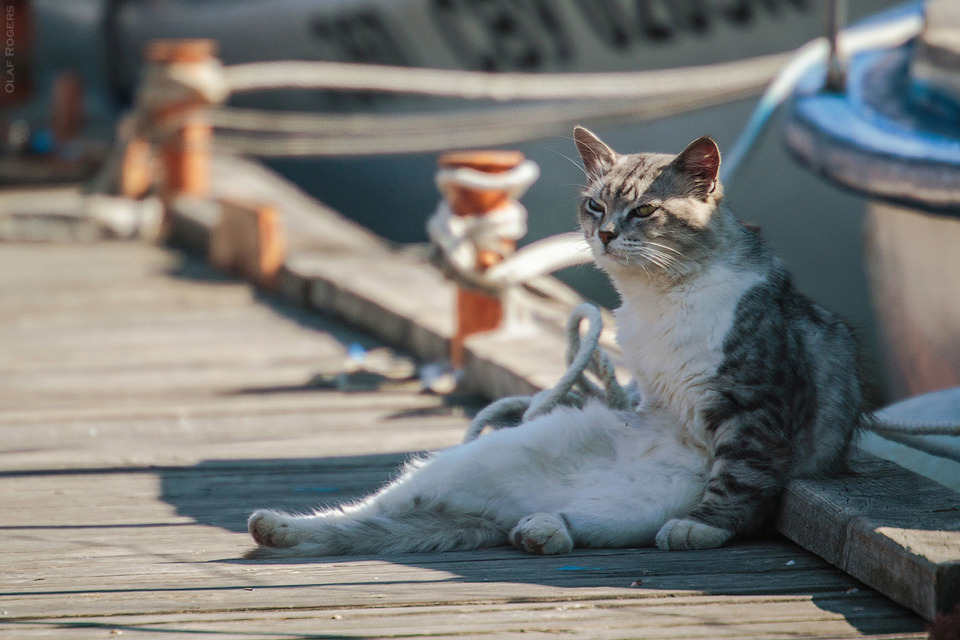 Cat sitting on a quay