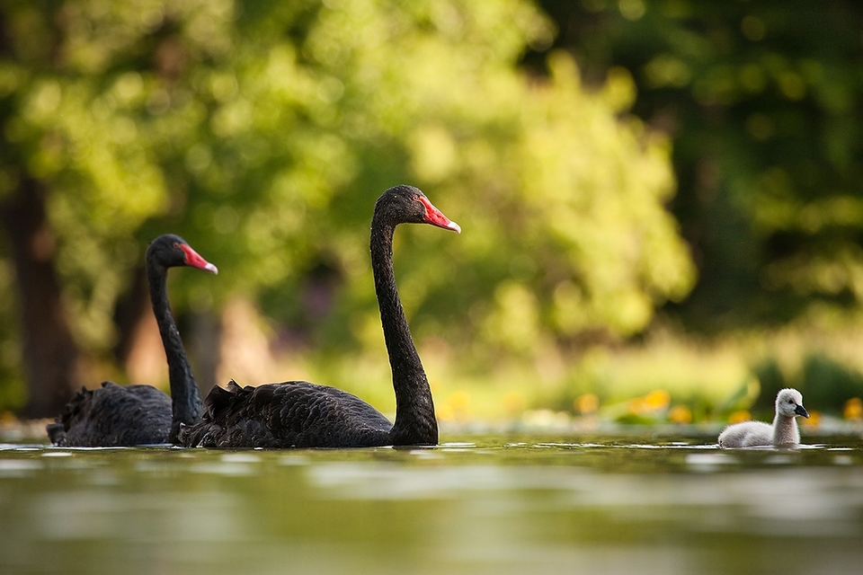 Family of the black swans