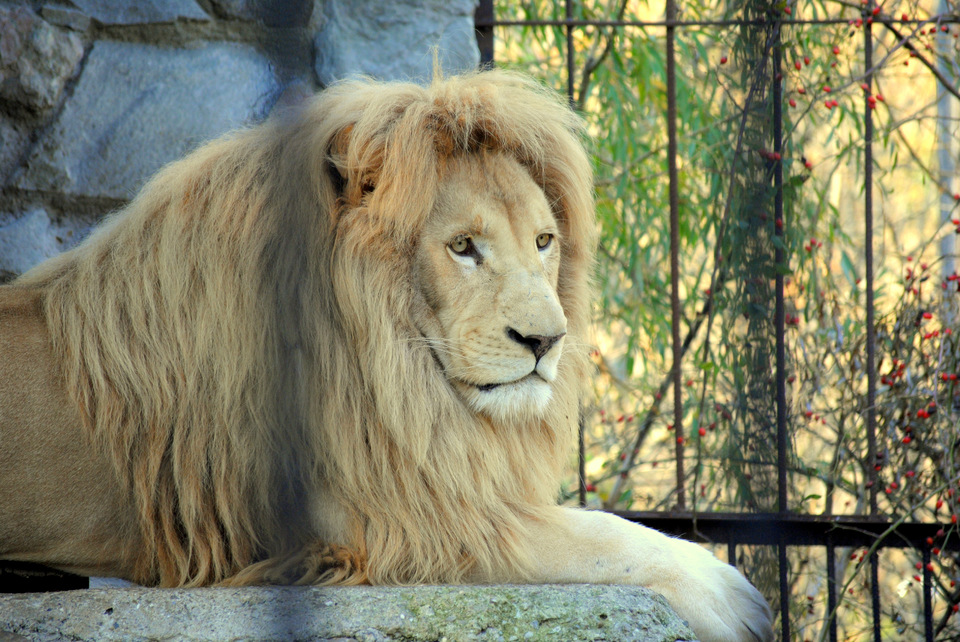 Sad lion lying on the stone