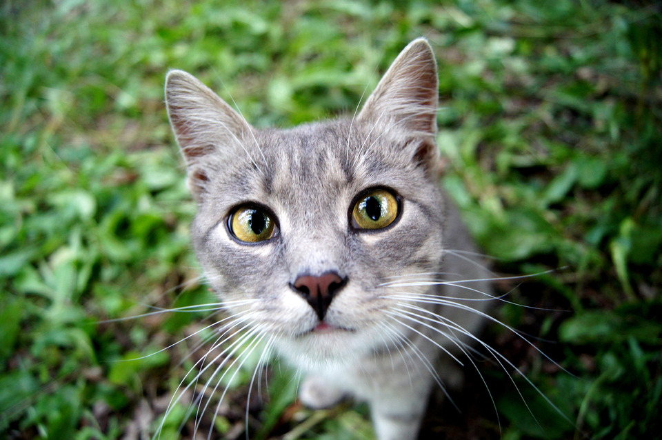 looking gray cat