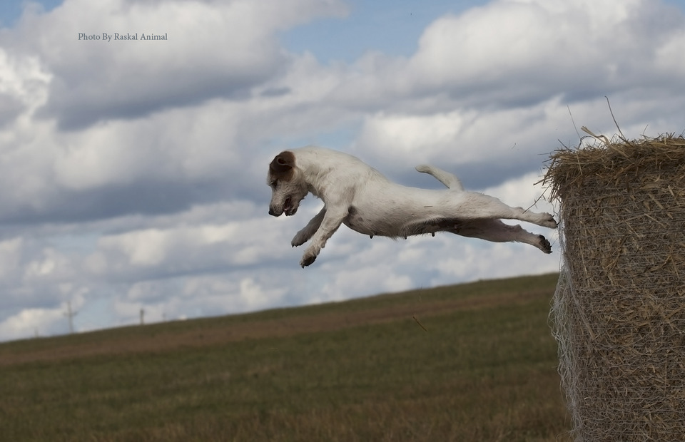 Flying Jack Russell Terrier from the hayrick