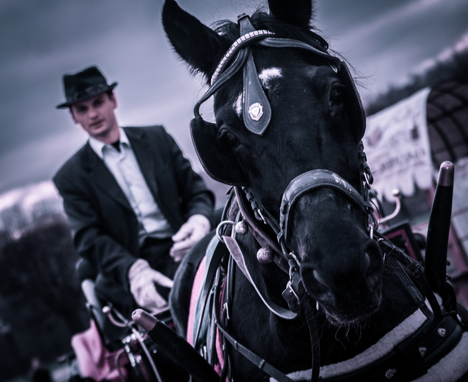 Brooding eyes of a horse