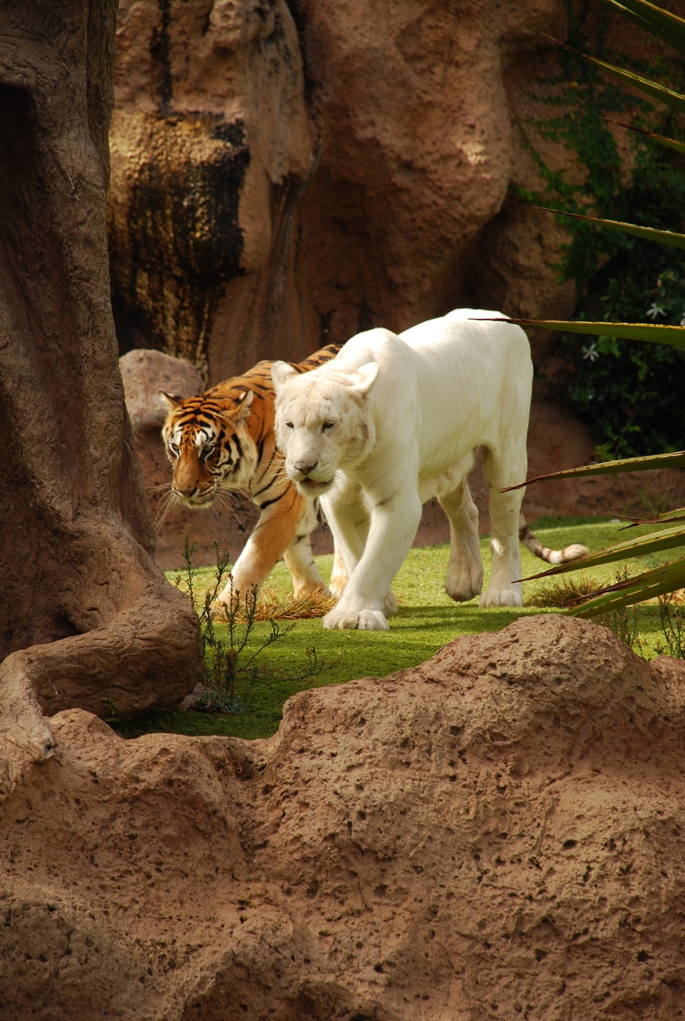 Two walking tigers