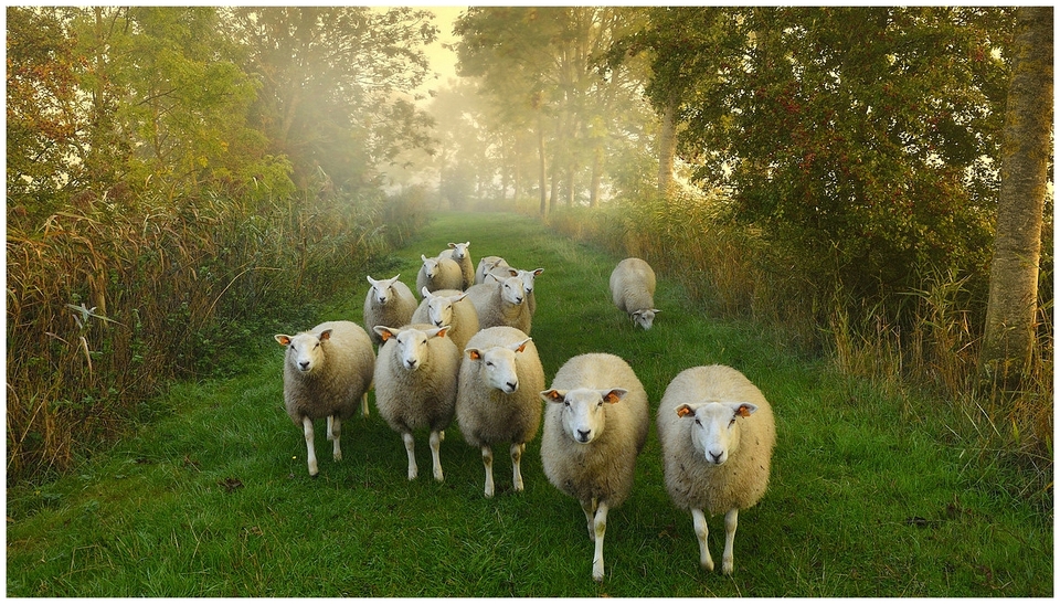 Cute flock of the sheeps