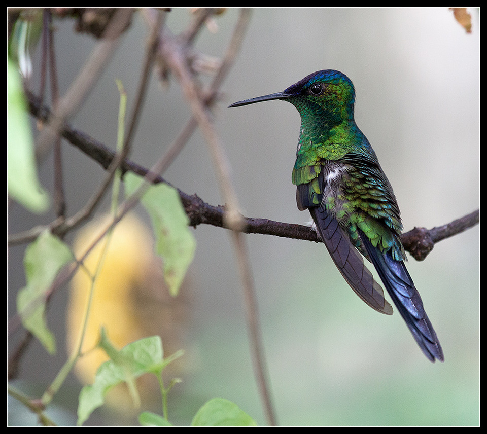 Colibri