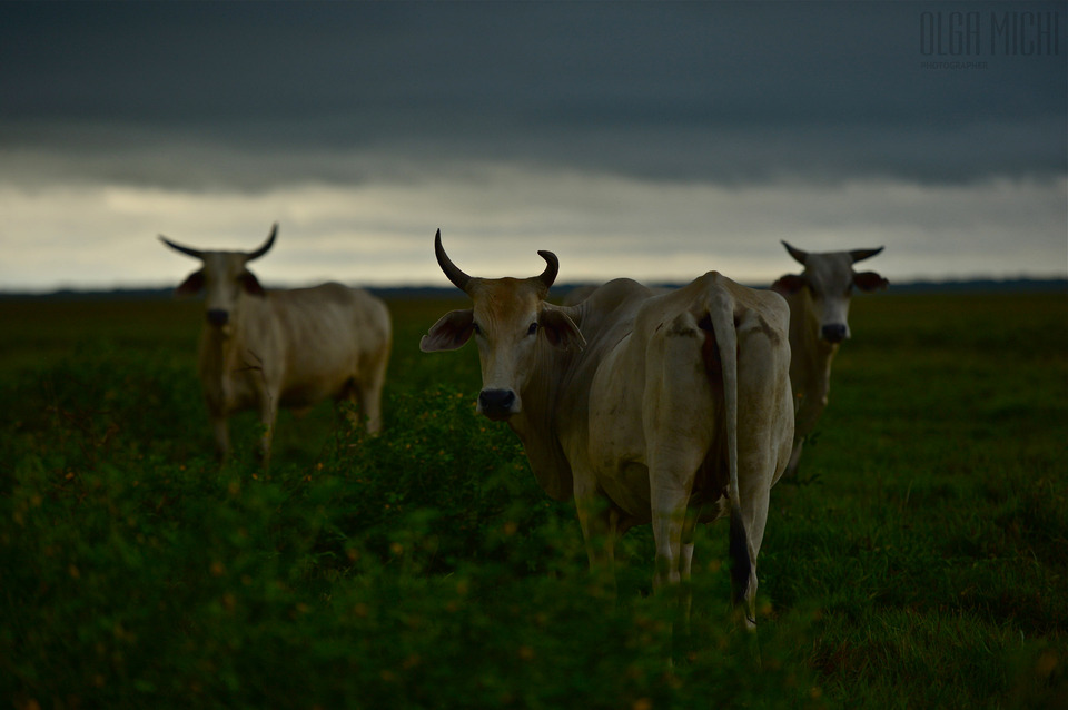 Three cows graze, Venezuela