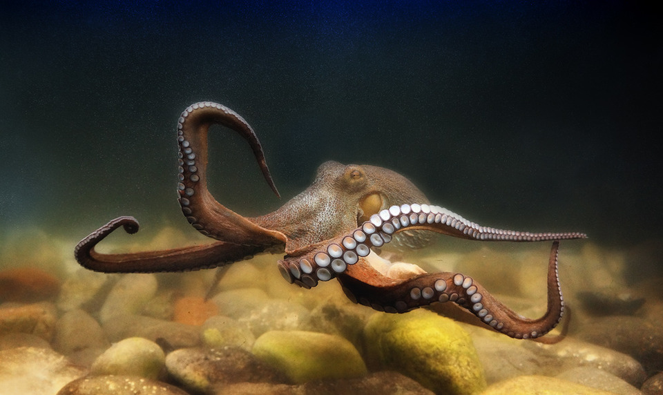 Brown octopus