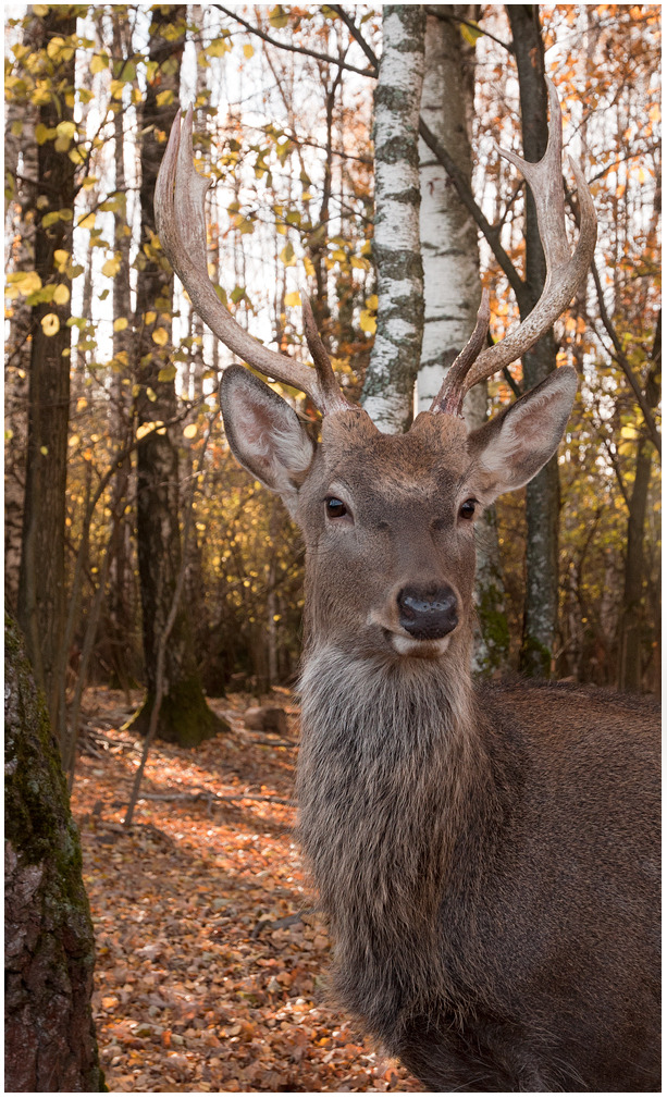 Portrait of a young deer