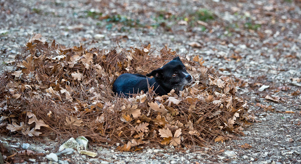 Dog sleeps in fallen leafs