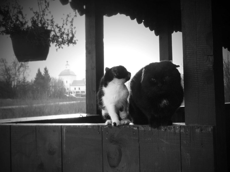 Two friends sitting on the porch