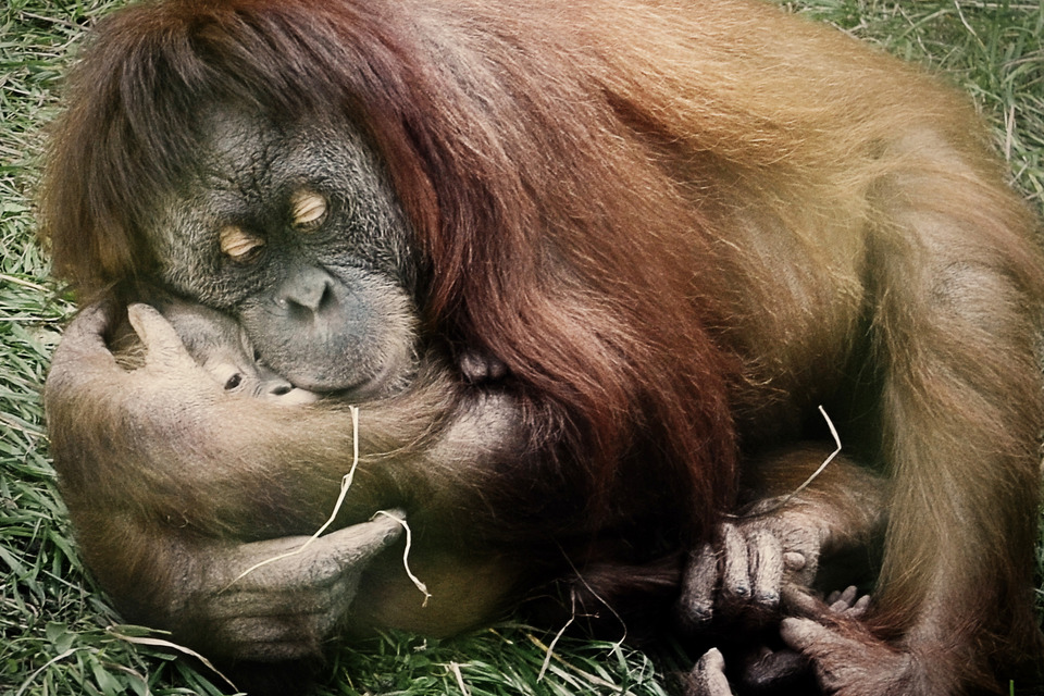 Orangutan embraces its baby