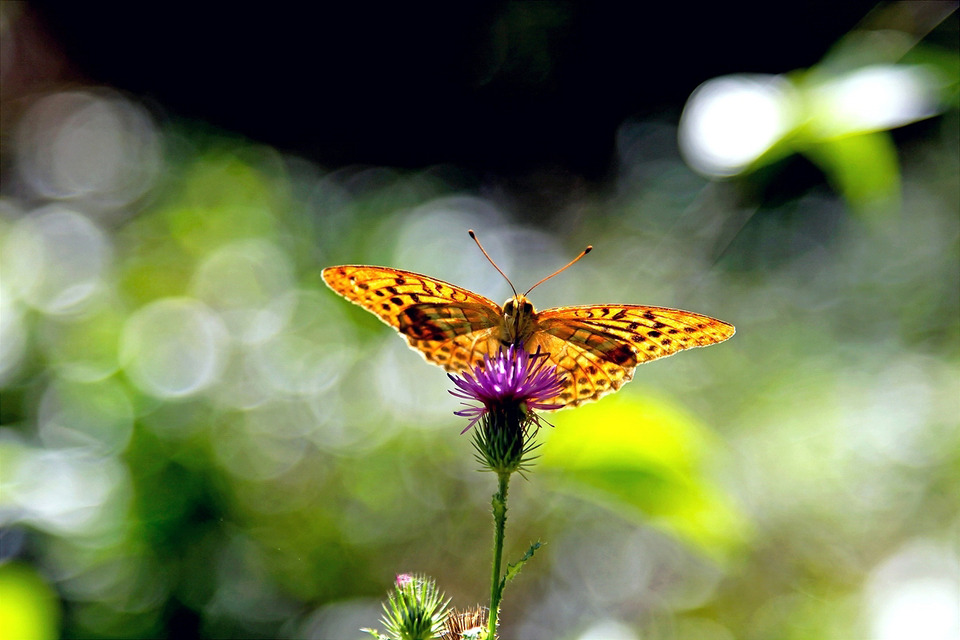 Butterfly on the burr