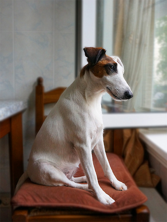 Fox Terrier looks through the window