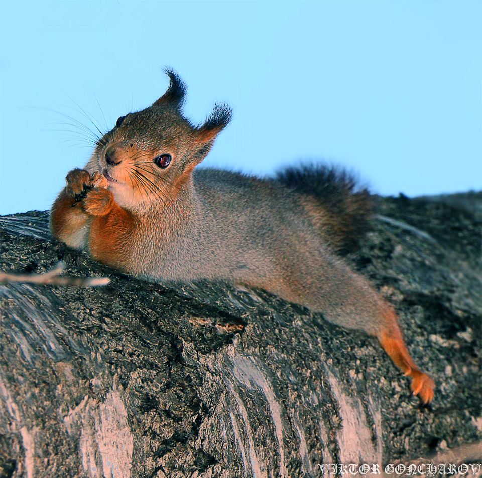 Smiling squirrel