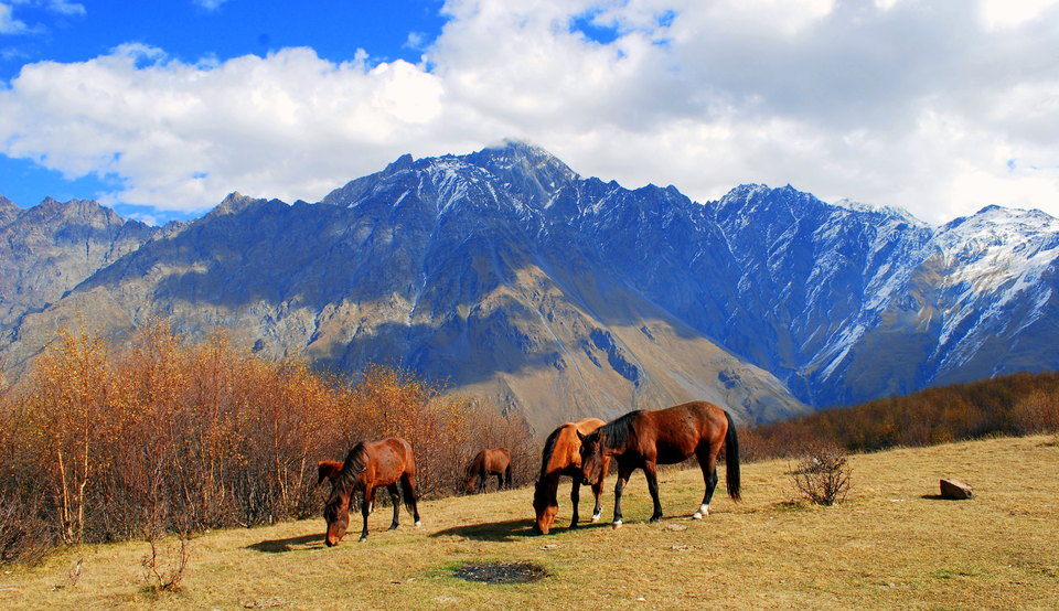 Grazing horses