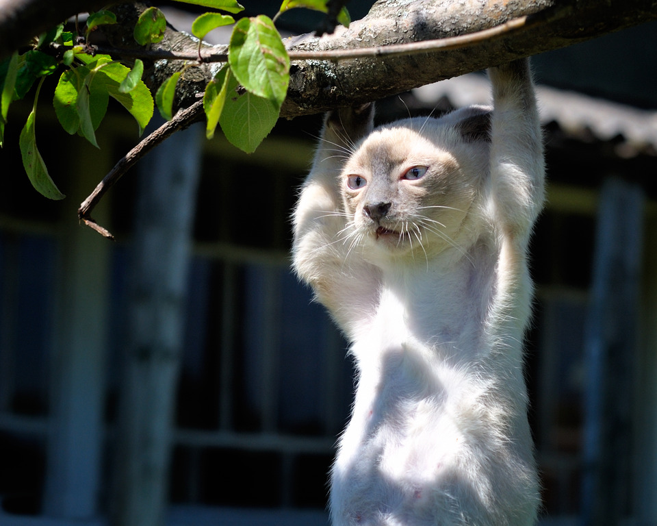 Siamese cat hangs from a bough