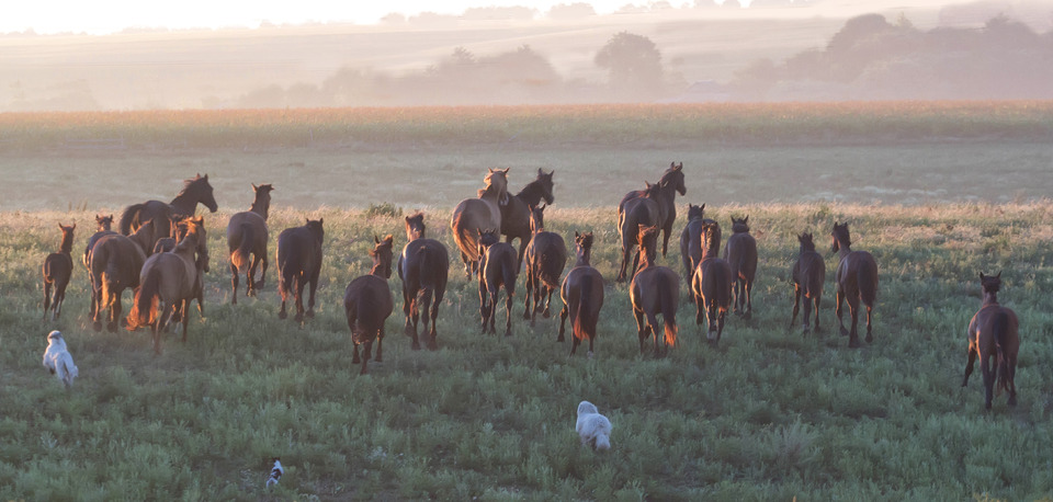 Tribe at dawn