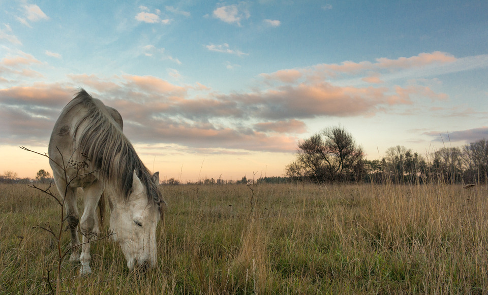 Horse on a pasture