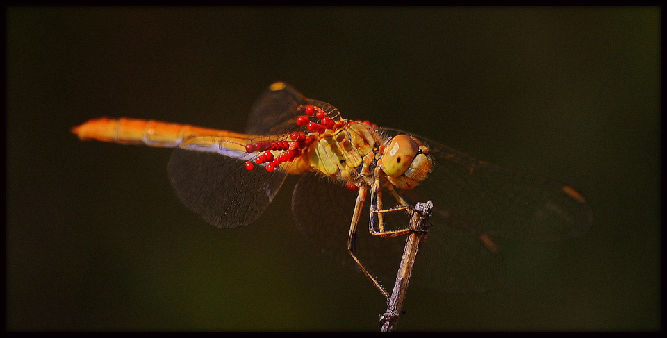 A beautiful dragonfly