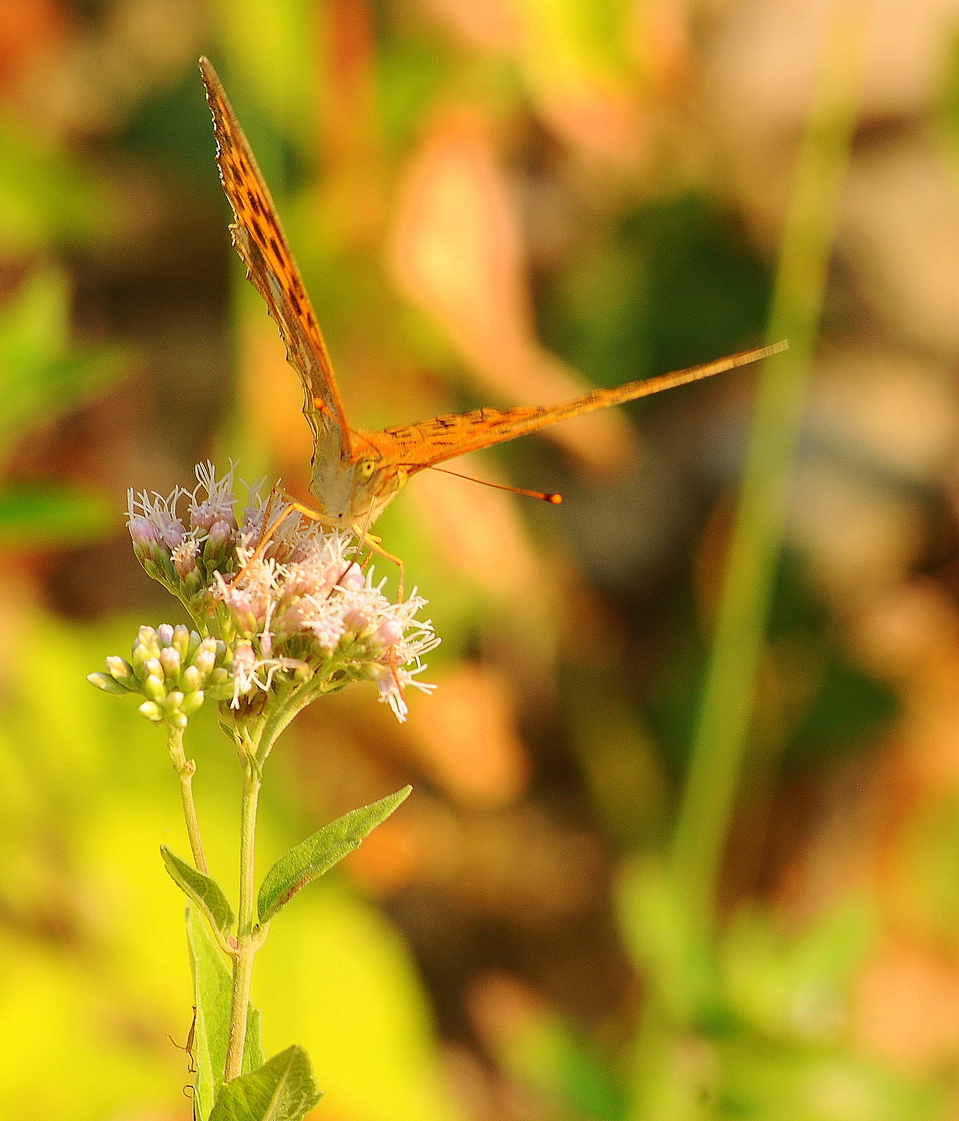 Butterfly and flower