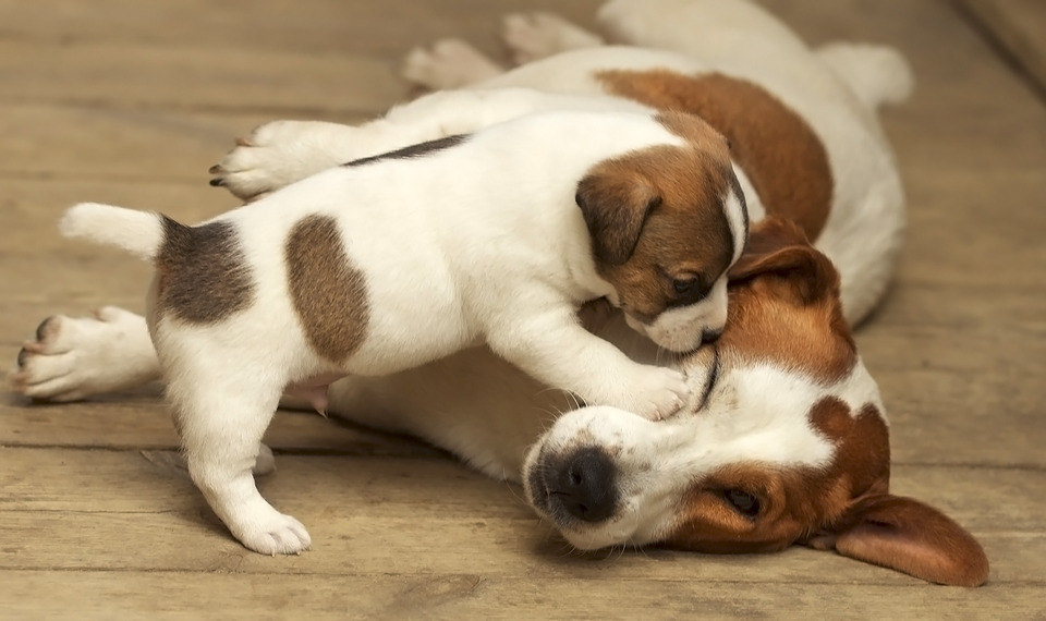 Little dog plays with its mother